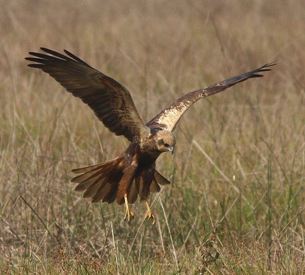 Marsh Harrier - Indian Birds