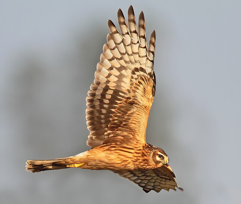 Hen Harrier - Selection Box