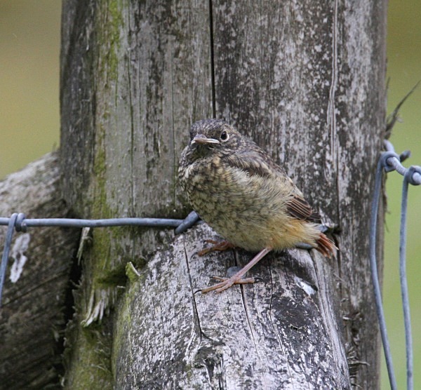 Juv Common Redstart - Common & Black Redstarts