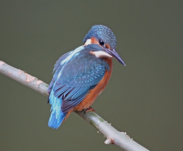 Kingfisher - Dippers, Kingfishers & Wagtails