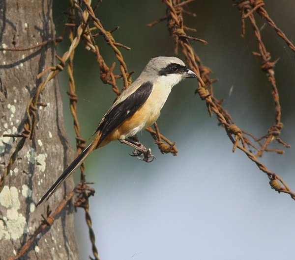 Long Tailed Shrike - Indian Birds