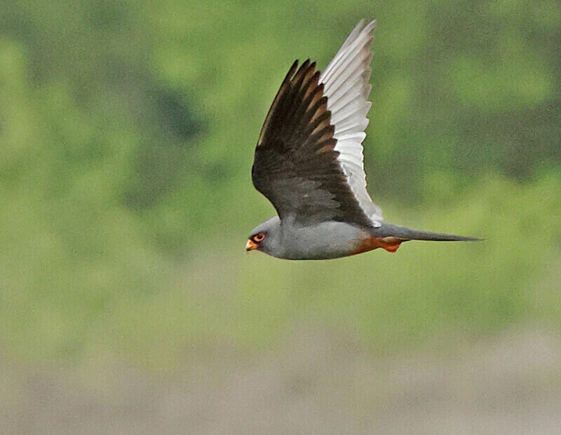 Red Footed Falcon - Lesvos 2025