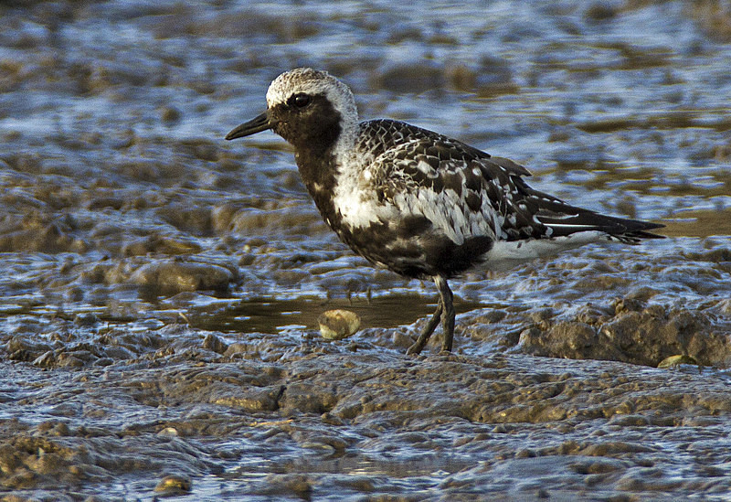 Grey Plover - Waders and Plovers