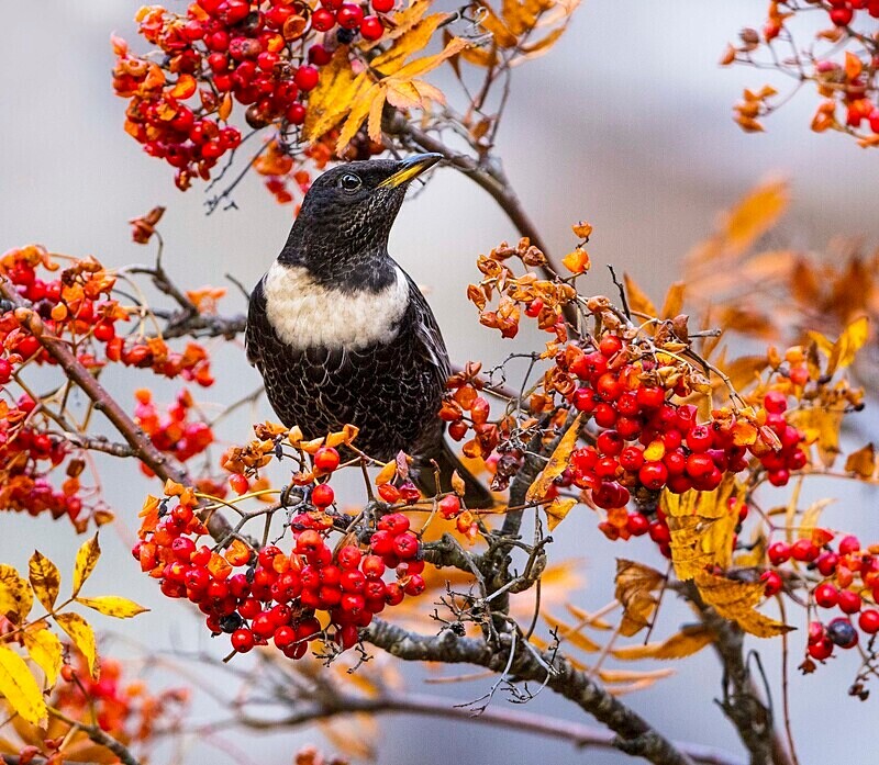 Ring Ouzel - Ring Ouzels