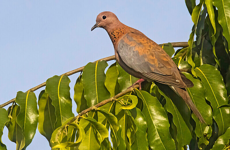 Laughing Dove. - The Gambia Nov/Dec 2023