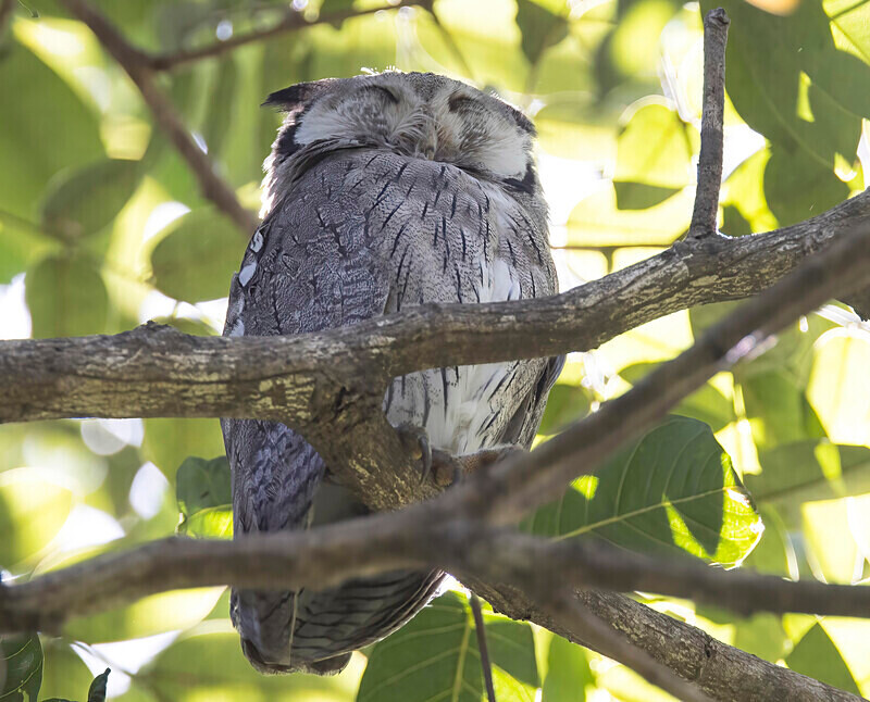 Northern White-faced Owl - The Gambia Nov/Dec 2023