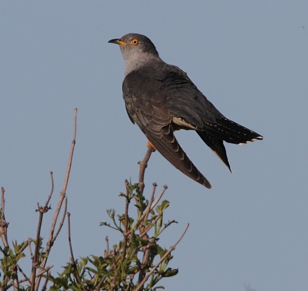 Cuckoo - Norfolk, Spring 2012