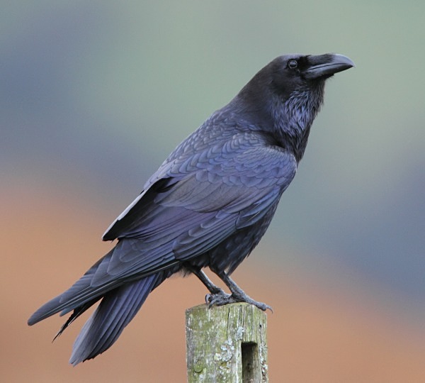 Raven - Owls, Raptors, Corvids & Doves