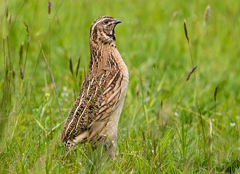 Common Quail. - Common Quail