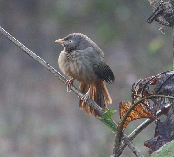 Jungle Babbler - Indian Birds