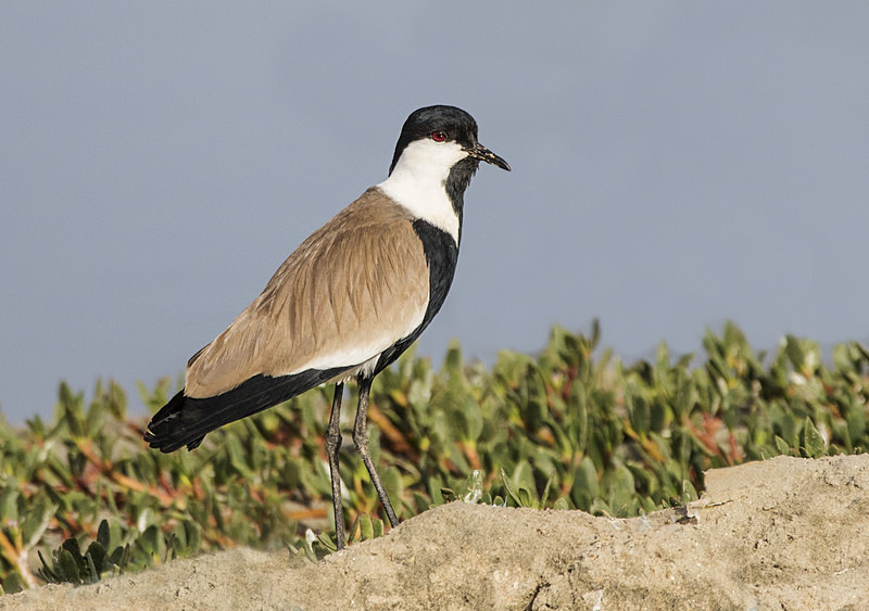 Spur-winged Lapwing. - The Gambia 2018
