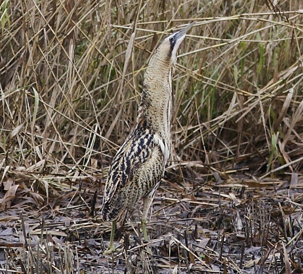 Bittern - Herons, Egrets, Rails & Divers
