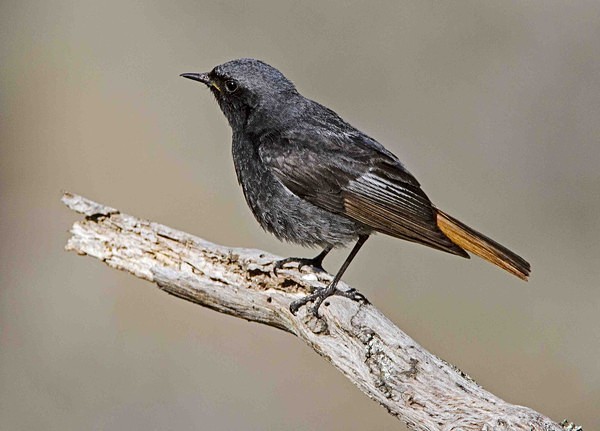 Black Redstart - Extremadura, Spain