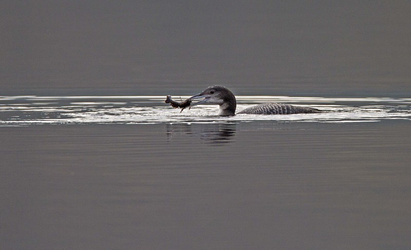Great Northern Diver with American Signal Crayfish - Herons, Egrets, Rails & Divers
