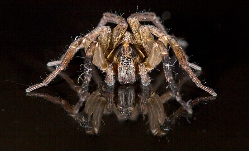 Wolf Spider - Images from the small world.