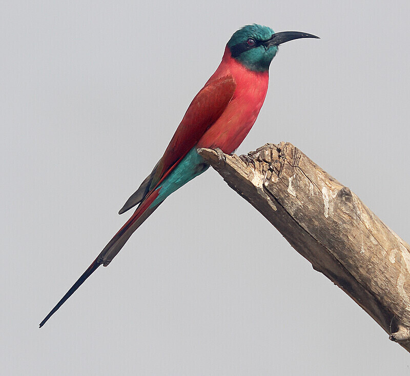 Northern Carmine Bee Eater - The Gambia Januarry 2026