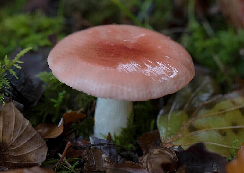 Fragile Brittelgill - Caps