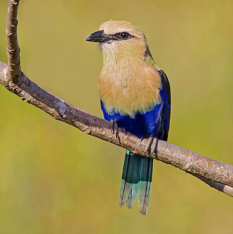 Blue Bellied Roller - The Gambia Nov/Dec 2023