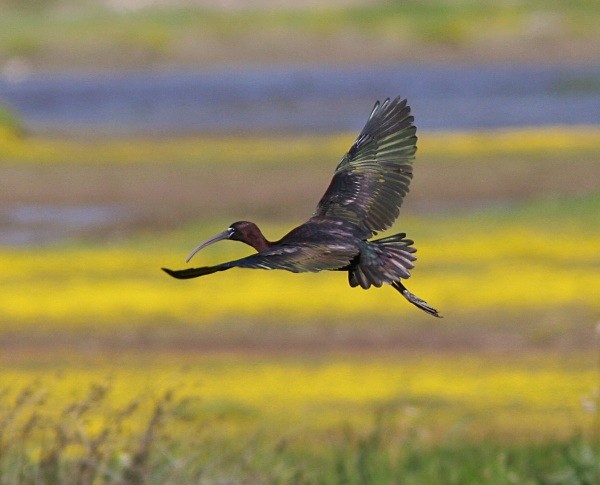 Glossy Ibis - Lesvos 2011