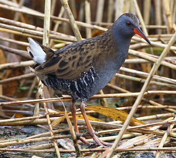 Water Rail - Herons, Egrets, Rails & Divers