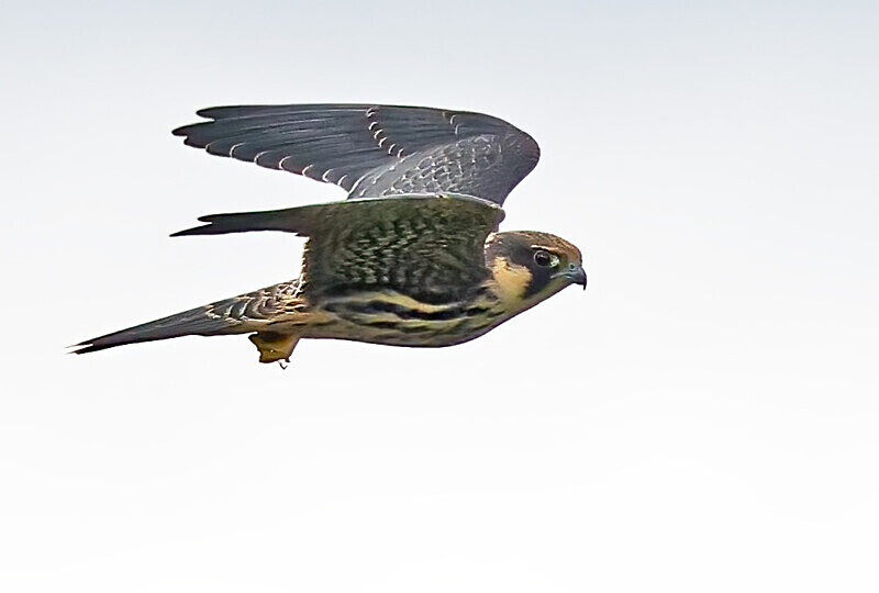 Hobby - Owls, Raptors, Corvids & Doves