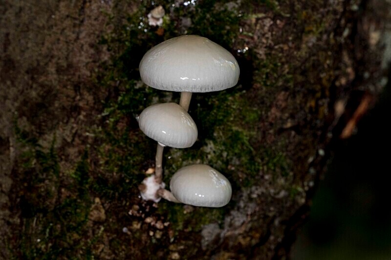 Porcelain - Caps