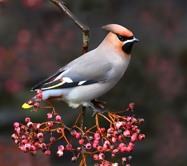 Waxwing - Cuckoos, Shrikes & Waxwings