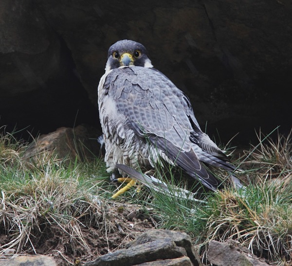 Adult Peregrine - Owls, Raptors, Corvids & Doves