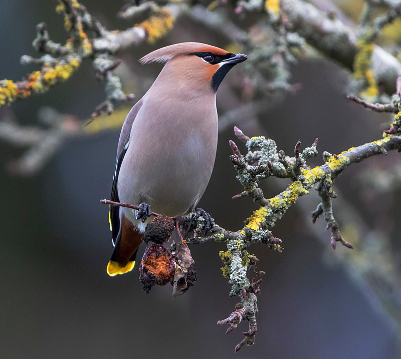 Waxwing - Cuckoos, Shrikes & Waxwings