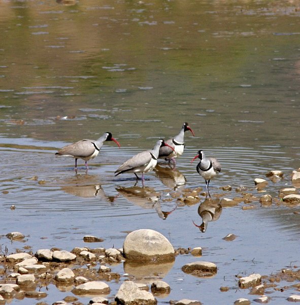 Ibisbills - China Birds