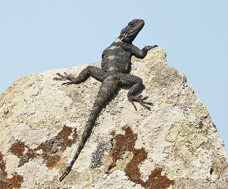 Starred Agama Lizard - Lesvos 2025