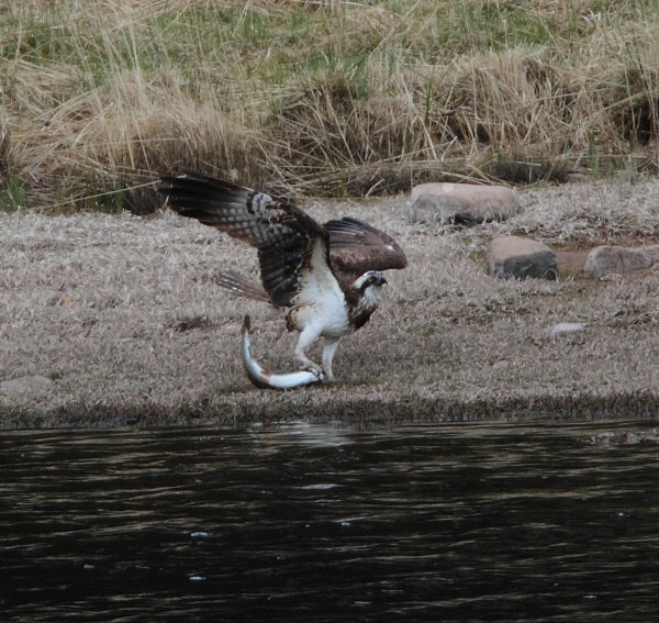 Osprey struggling to land Trout - Owls, Raptors, Corvids & Doves