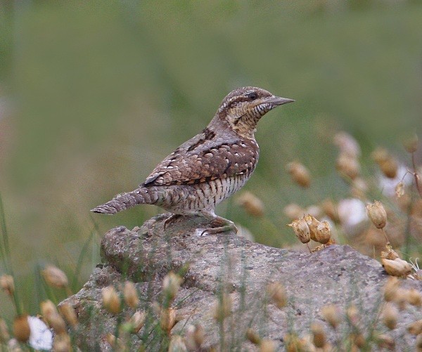 Wryneck - Woodpeckers & Wrynecks