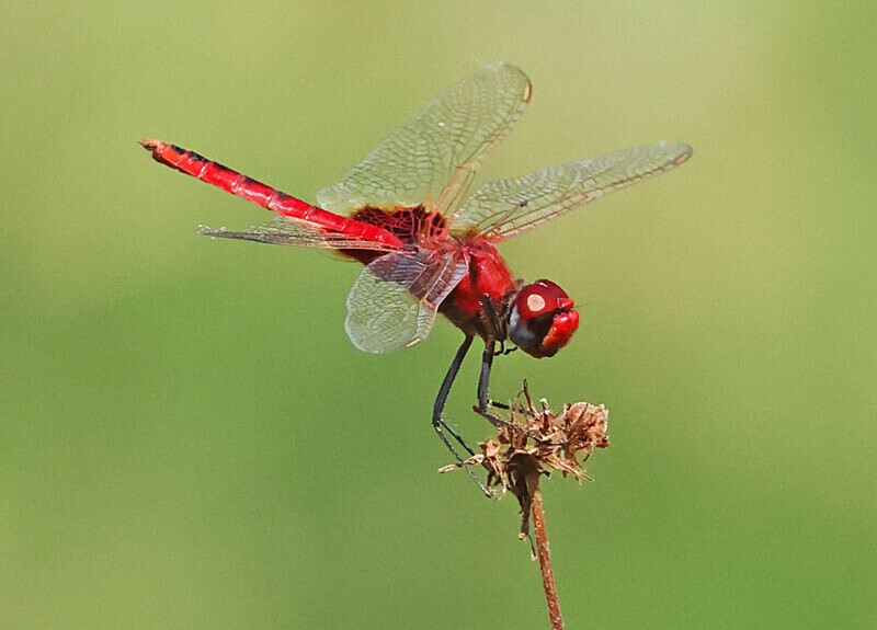 Crimson Basker - The Gambia Januarry 2026