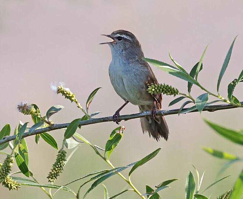 Cetti's Warbler - Lesvos 2025
