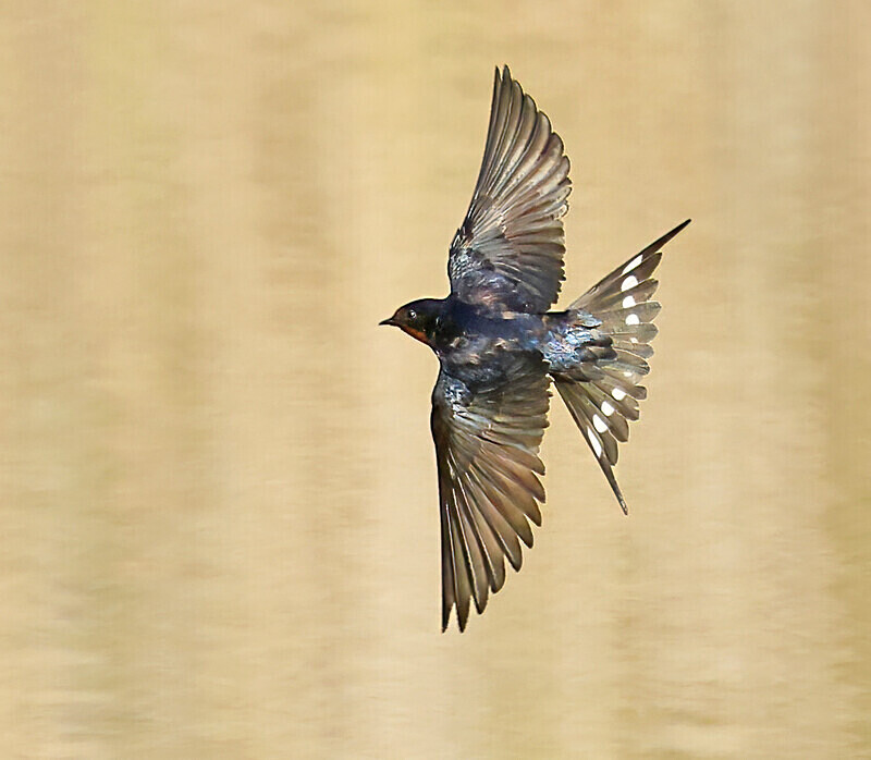 Barn Swallow - Lesvos 2025
