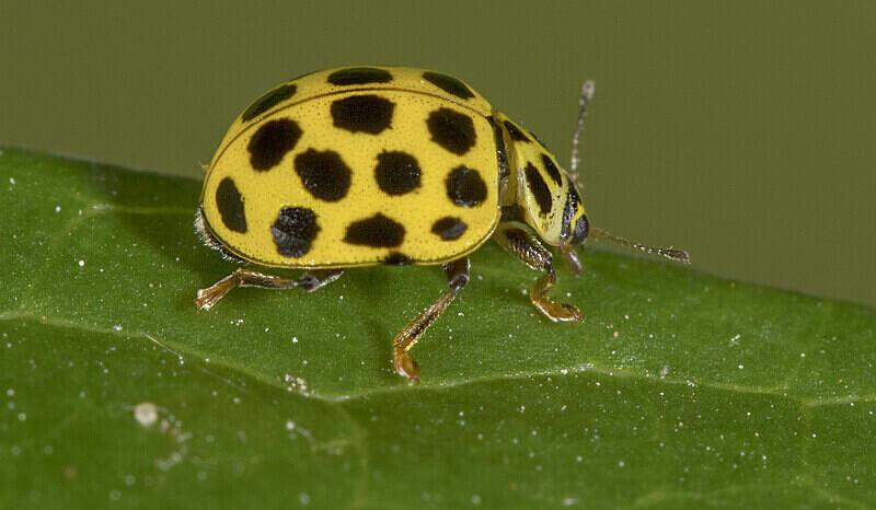 22 Spot Ladybird - Images from the small world.