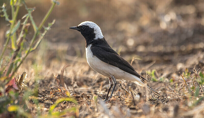 Pied Wheatear - Bulgaria and Romania 2019