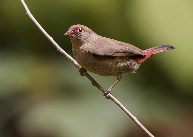 Red-billed Firefinch. - The Gambia 2018