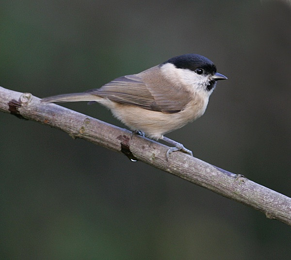 Marsh Tit - Middlewood Nature Reserve