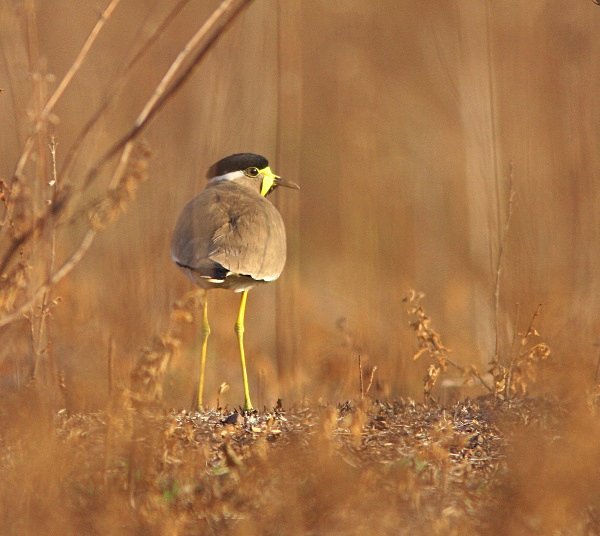 Yellow Wattled Lapwing - Indian Birds