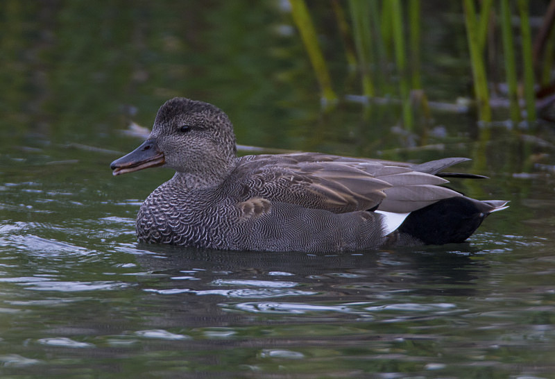 Gadwall - Ducks, Grebes, Geese, Swans & Gulls