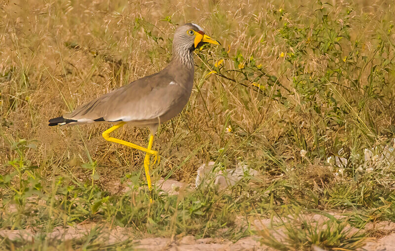 African Wattled Lapwing - The Gambia Nov/Dec 2023