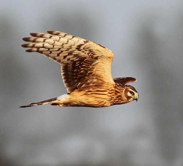 Female Hen Harrier - Norfolk, Autumn 2011