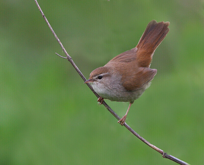 Cettis Warbler - Lesvos 2011