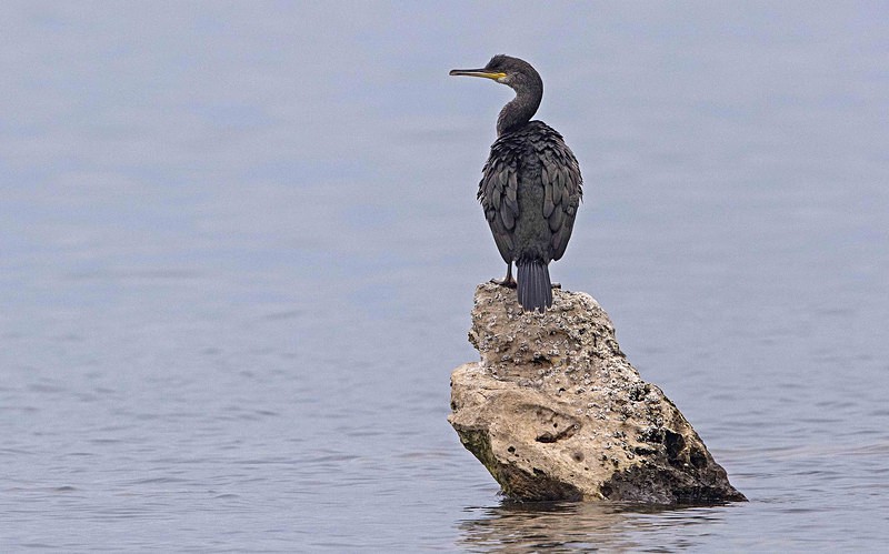 Shag - Mallorca