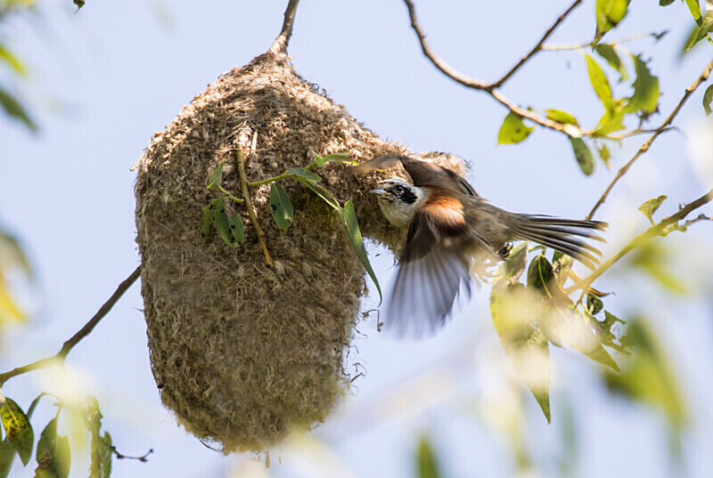 Penduline Tit - Bulgaria and Romania 2019