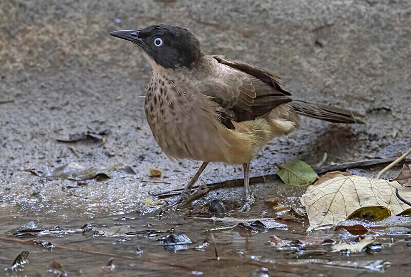 Black Cap Babbler - The Gambia Nov/Dec 2023