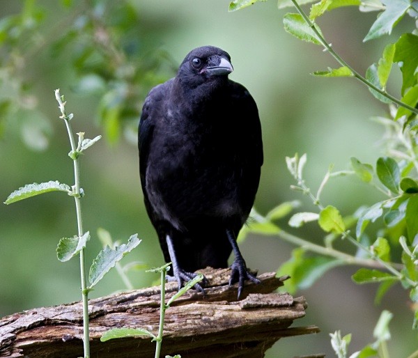 Carrion Crow - Owls, Raptors, Corvids & Doves