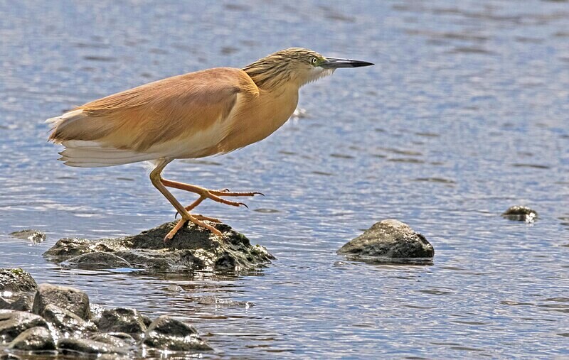 Squacco Heron. - Lesvos April/May 2023